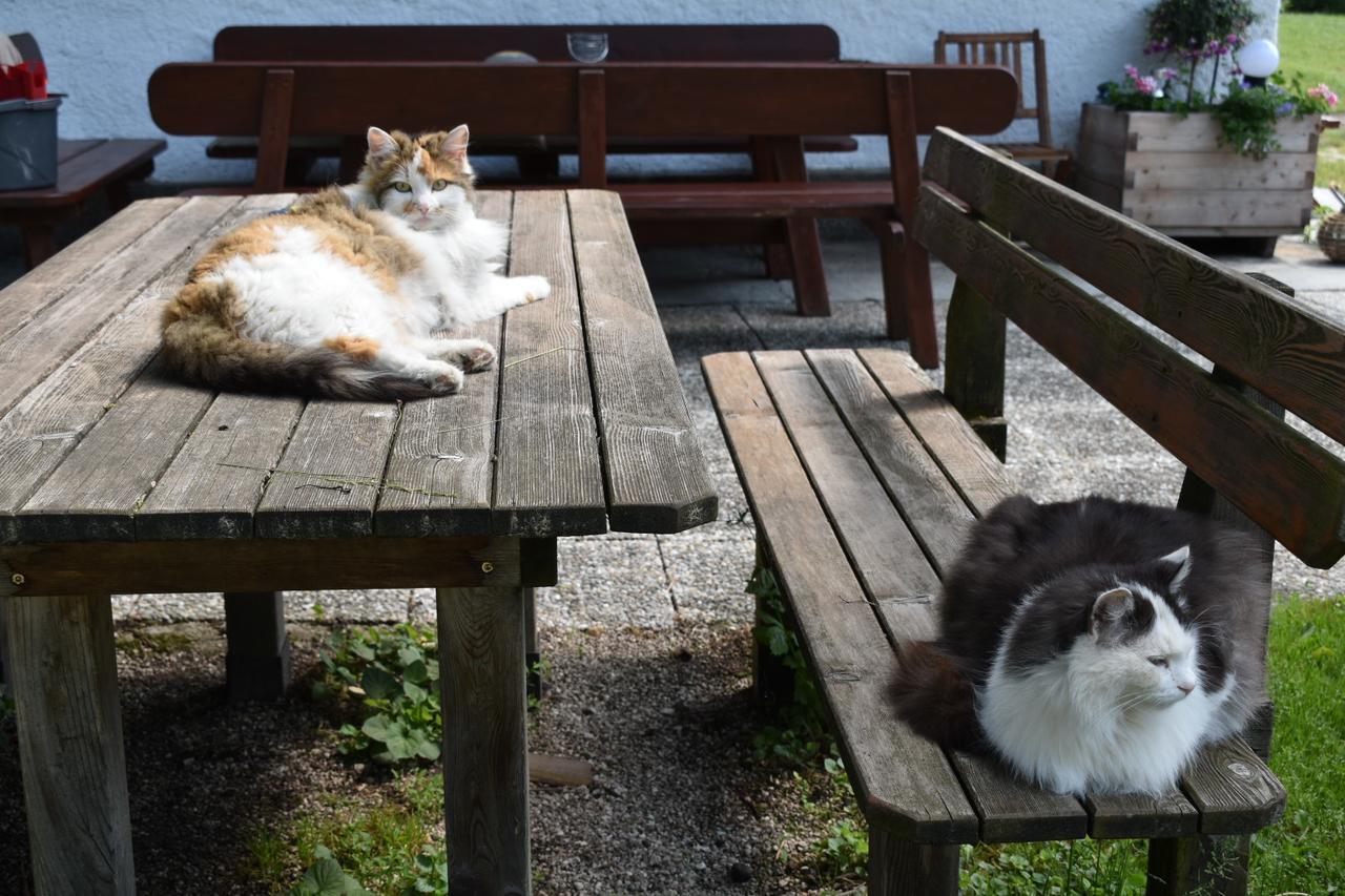 Ferienwohnung Grubinger Unterach am Attersee Extérieur photo